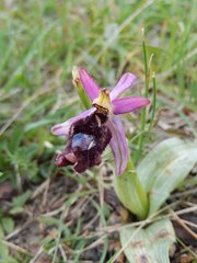 Ophrys bertolonii