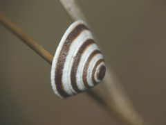 Trochoidea elegans