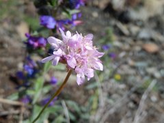 Armeria arenaria