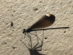 Calopteryx maculata