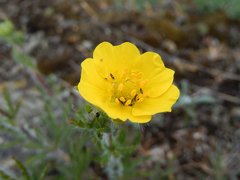 Potentilla heptaphylla