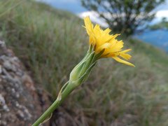 Takhtajaniantha austriaca