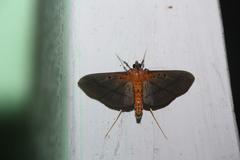 Filodes fulvidorsalis