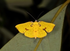Corymica spatiosa