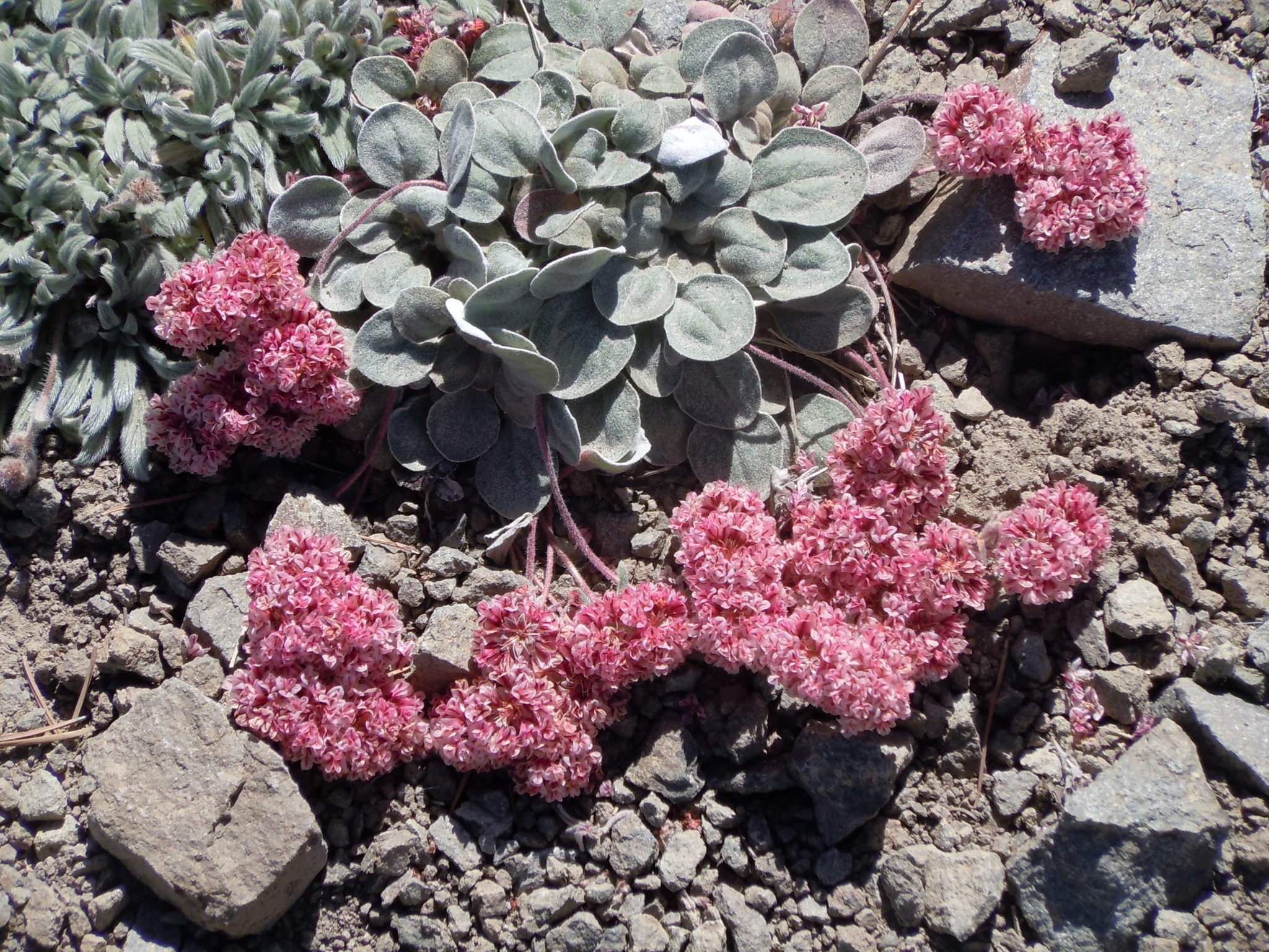 Eriogonum lobbii