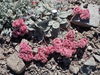 Granite Buckwheat - Photo (c) Jim Dreier, some rights reserved (CC BY), uploaded by Jim Dreier