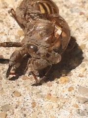 Neotibicen