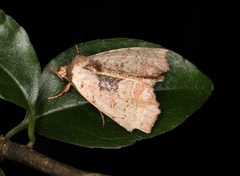 Hyperlopha compactilis