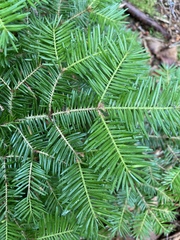 Abies balsamea image