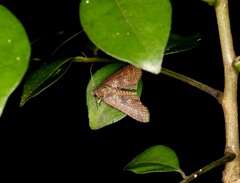 Lophoptera
