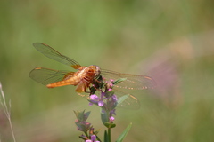 Crocothemis servilia mariannae