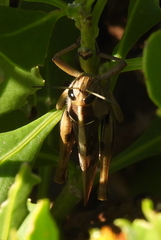 Acanthacris
