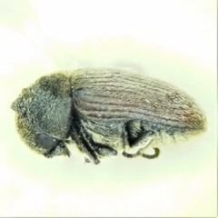 Xyletinus