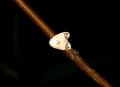 Neoduma kuangtungensis