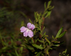 Coopernookia barbata