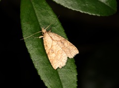 Olulis puncticinctalis