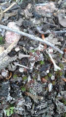 Cladonia cariosa