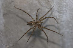 Tegenaria ferruginea