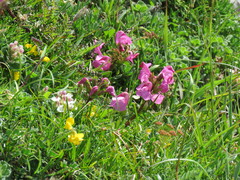 Pedicularis pyrenaica