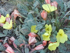 Oenothera xylocarpa