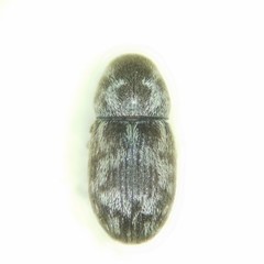 Trigonorhinus rotundatus