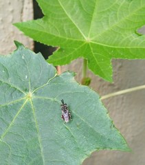 Brachymeria podagrica