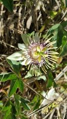 Passiflora karwinskii