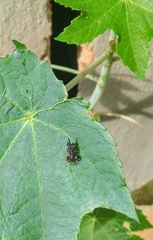 Brachymeria podagrica