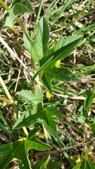 Passiflora karwinskii