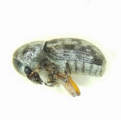 Trigonorhinus rotundatus