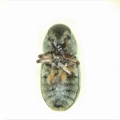 Trigonorhinus rotundatus