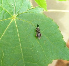 Brachymeria podagrica