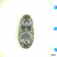 Trigonorhinus rotundatus