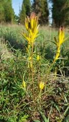 Castilleja angustata