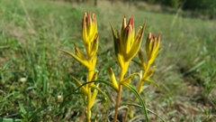 Castilleja angustata