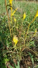 Castilleja angustata