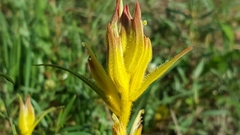 Castilleja angustata