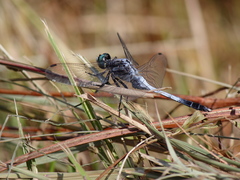 Orthetrum albistylum speciosum
