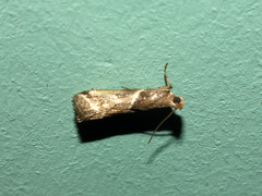Nyctegretis lineana
