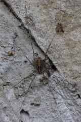 Opilio parietinus
