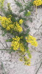 Galium verum