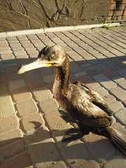 Phalacrocorax carbo