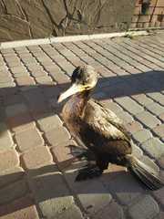 Phalacrocorax carbo