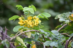 Senna sulfurea