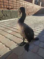 Phalacrocorax carbo