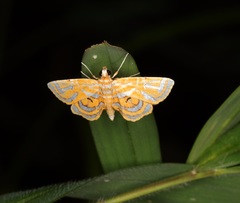 Cymoriza