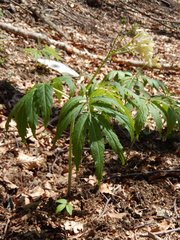 Cardamine kitaibelii