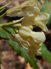 Cardamine kitaibelii