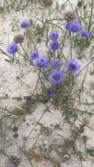 Jasione montana