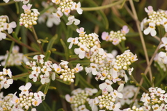 Iberis procumbens